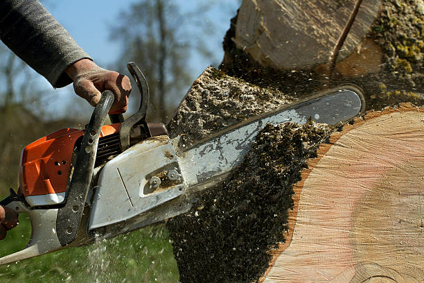 Tree Health Inspection in Brookfield Center, OH